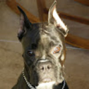 Meet your Posher, Julio